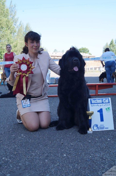 Фото: ньюфаундленд Ньюфорт из Пены Морской Афродита (Njufort iz Peni Morskoy Afrodita), Людмила Кудрявцева