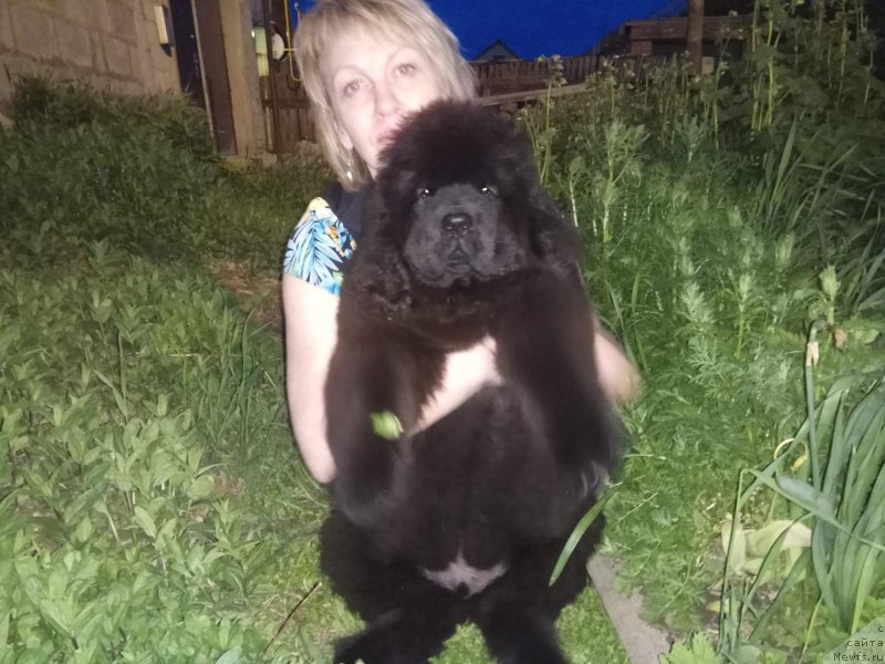 Фото: ньюфаундленд Ньюфорт Ландау