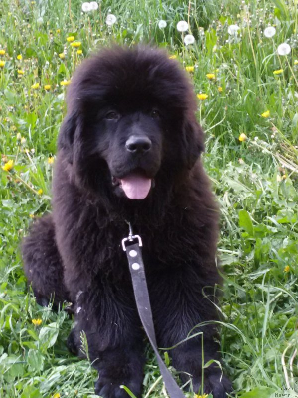 Фото: ньюфаундленд Империал Рашен Голд