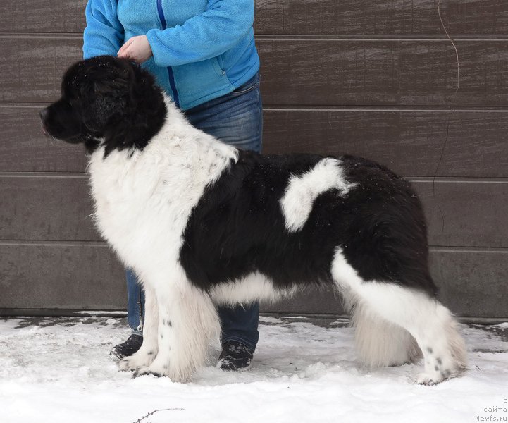 Фото: ньюфаундленд Kloofbears Life Goes on at Sent Djons