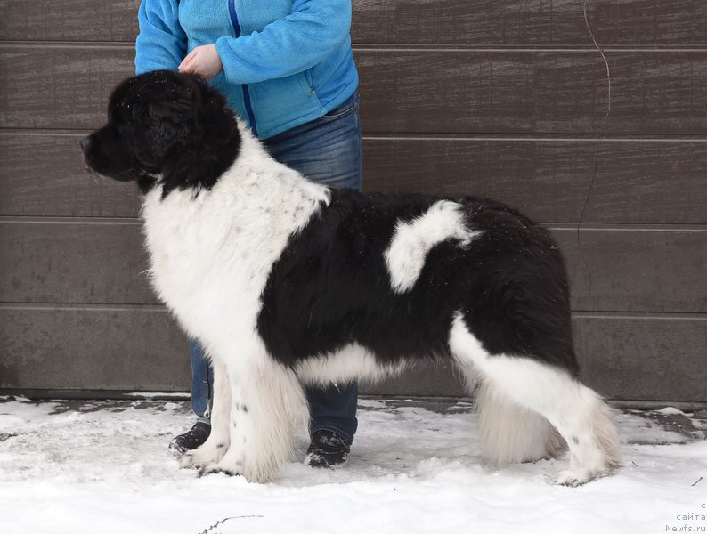 Фото: ньюфаундленд Kloofbears Life Goes on at Sent Djons