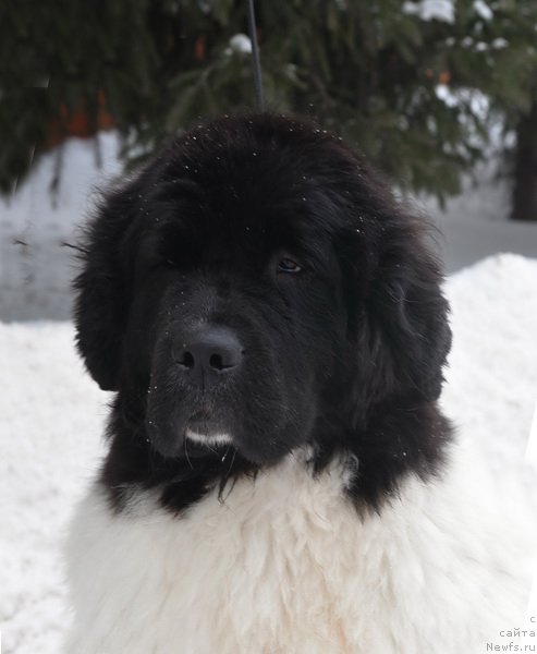 Фото: ньюфаундленд Kloofbears Life Goes on at Sent Djons