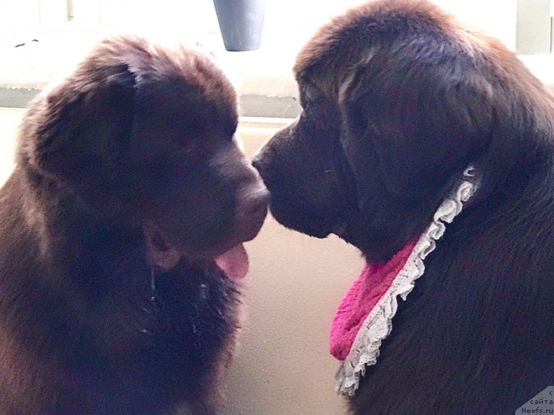 Фото: ньюфаундленд Браунблад МСК Альфа-Ромео Голд Бадди (Brownblood MSK Alfa-Romeo Gold Baddy), ньюфаундленд Vaskipuron Hercules Hirmuinen