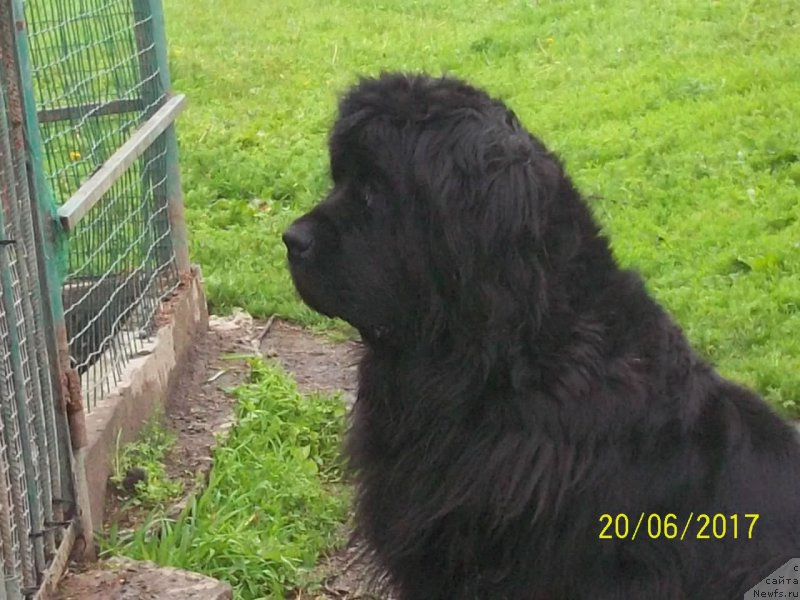 Фото: ньюфаундленд Супер Премиум Немессис