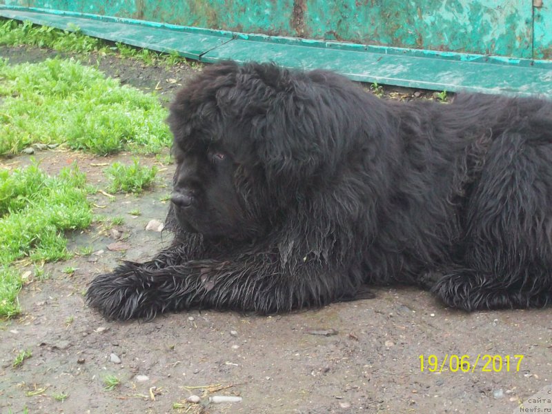 Фото: ньюфаундленд Супер Премиум Нао Дел Трато