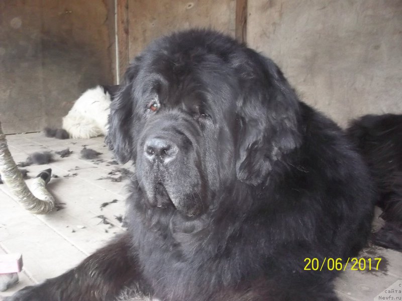 Фото: ньюфаундленд Супер Премиум Линиэль Дайлиррин (Super Premium Liniel Daylirring)