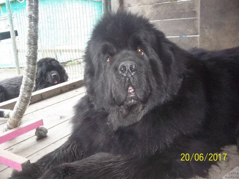 Фото: ньюфаундленд Супер Премиум Микадо (Super Premium Mikado)