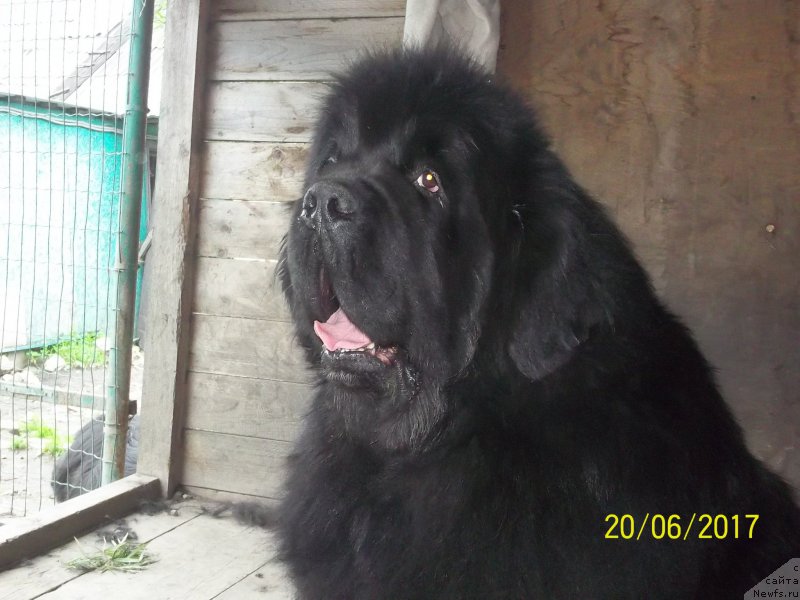 Фото: ньюфаундленд Супер Премиум Микадо (Super Premium Mikado)