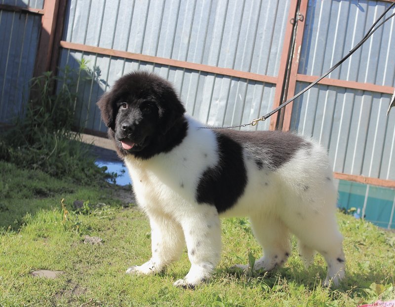 Фото: ньюфаундленд Терра Виктория Заметти Роуз