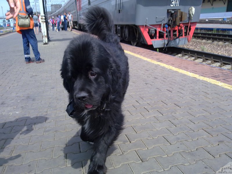 Фото: ньюфаундленд Супер Премиум Стим