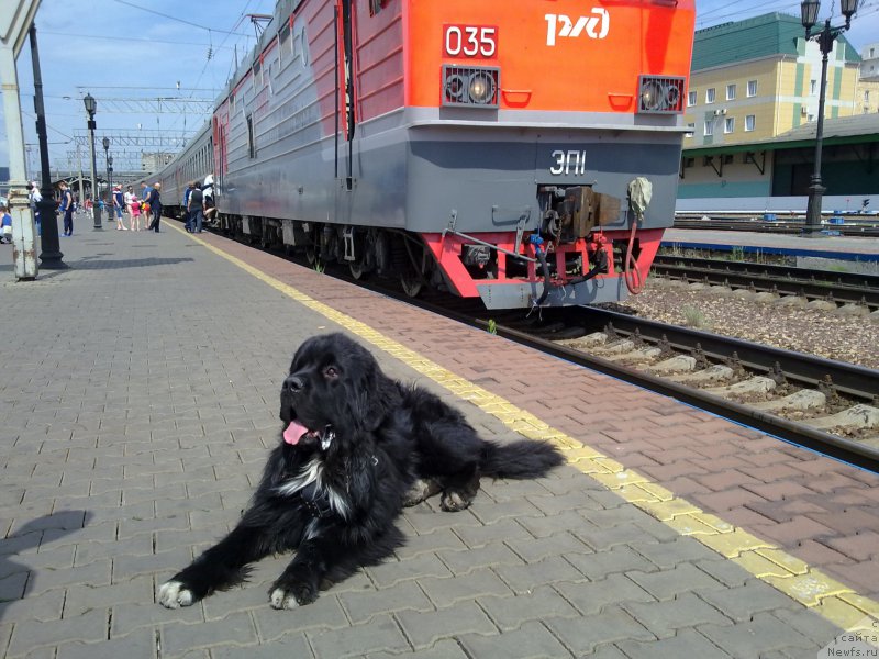 Фото: ньюфаундленд Супер Премиум Стим