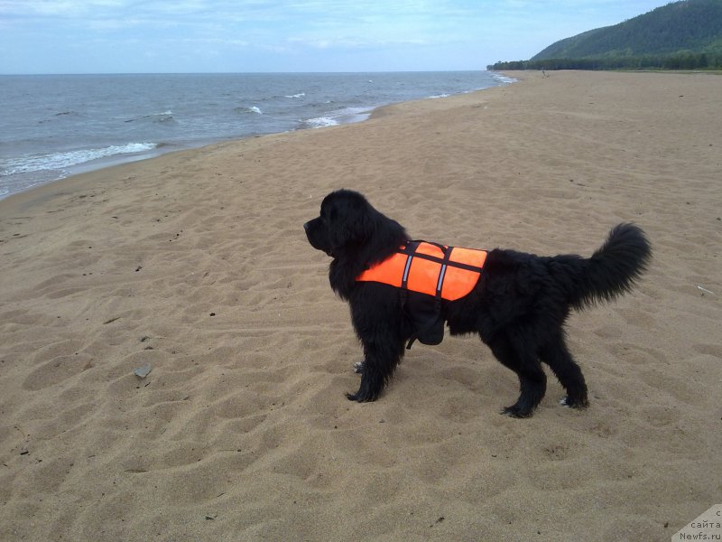 Фото: ньюфаундленд Супер Премиум Стим