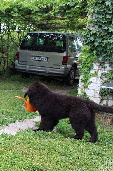 Фото: ньюфаундленд Harley Sozvezdie Istini