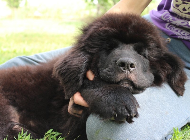 Фото: ньюфаундленд Harley Sozvezdie Istini