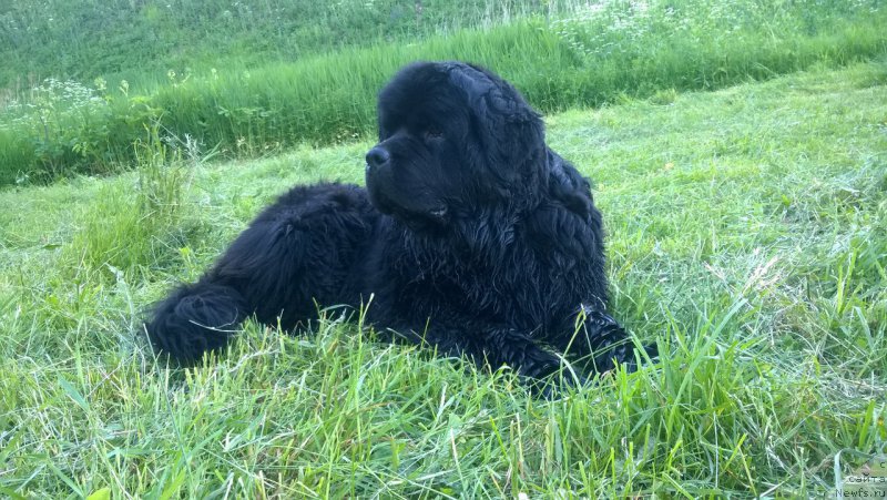 Фото: ньюфаундленд Идиллия Искрометная