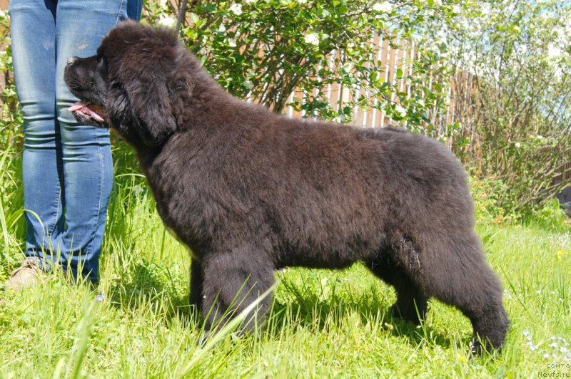 Фото: ньюфаундленд Даркфлайт Иоши (Darkflight Ioshi)