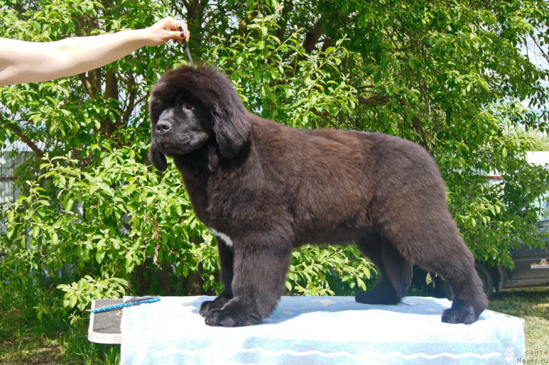 Фото: ньюфаундленд Даркфлайт Иоши (Darkflight Ioshi)