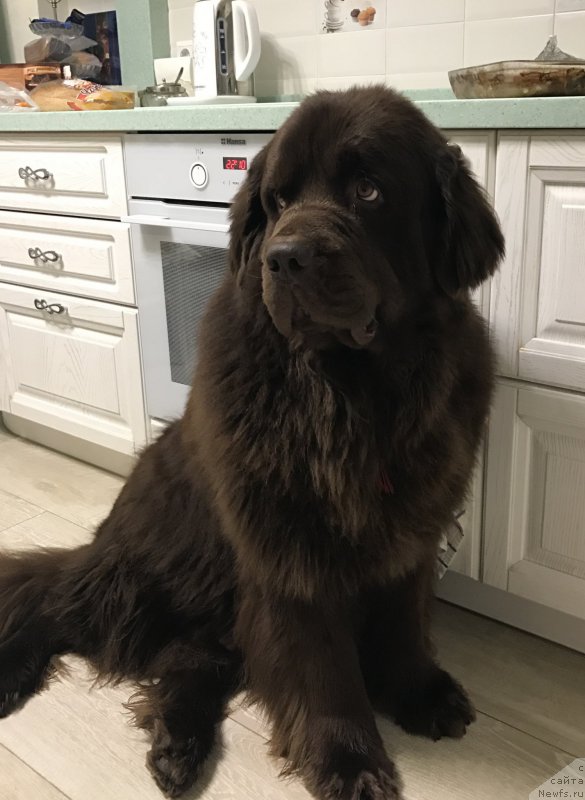 Фото: ньюфаундленд Нэш Соллар Винд