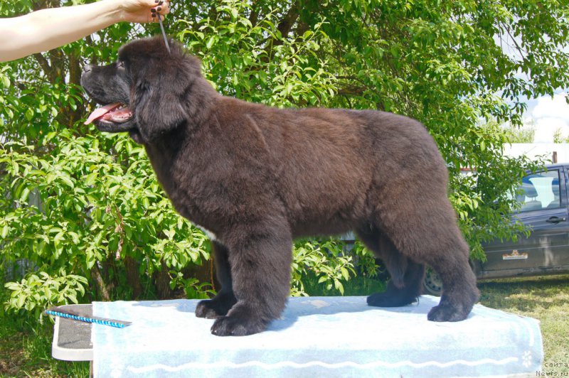 Фото: ньюфаундленд Даркфлайт Иоши (Darkflight Ioshi)