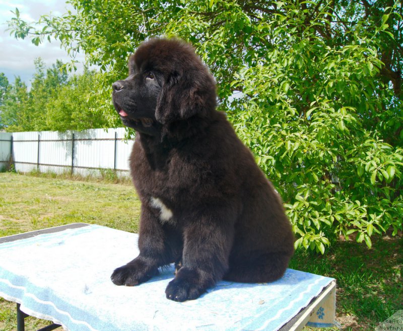 Фото: ньюфаундленд Даркфлайт Иоши (Darkflight Ioshi)