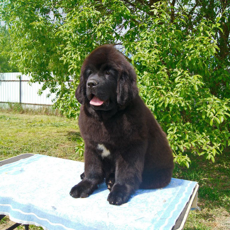 Фото: ньюфаундленд Даркфлайт Иоши (Darkflight Ioshi)