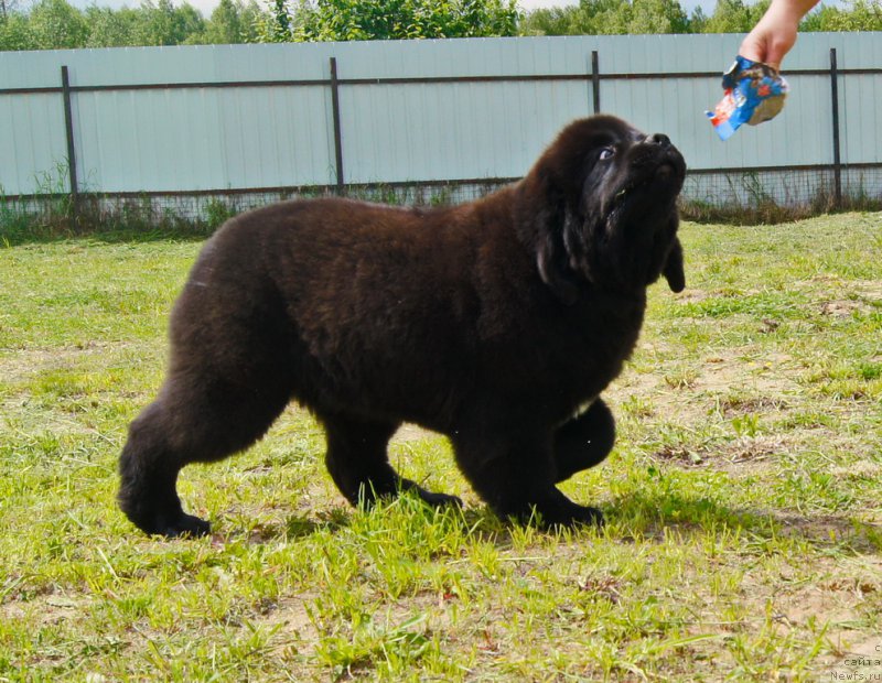 Фото: ньюфаундленд Даркфлайт Иоши (Darkflight Ioshi)
