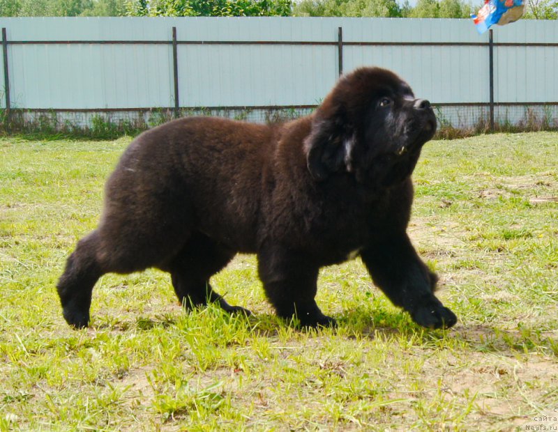 Фото: ньюфаундленд Даркфлайт Иоши (Darkflight Ioshi)