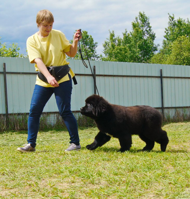 Фото: ньюфаундленд Даркфлайт Иоши (Darkflight Ioshi)