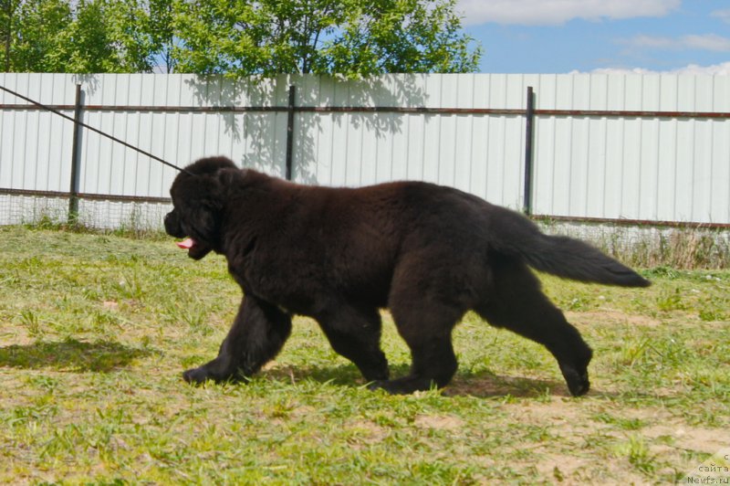 Фото: ньюфаундленд Даркфлайт Иоши (Darkflight Ioshi)
