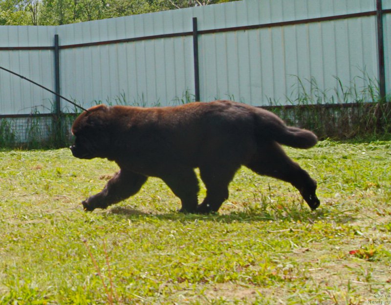 Фото: ньюфаундленд Даркфлайт Иоши (Darkflight Ioshi)