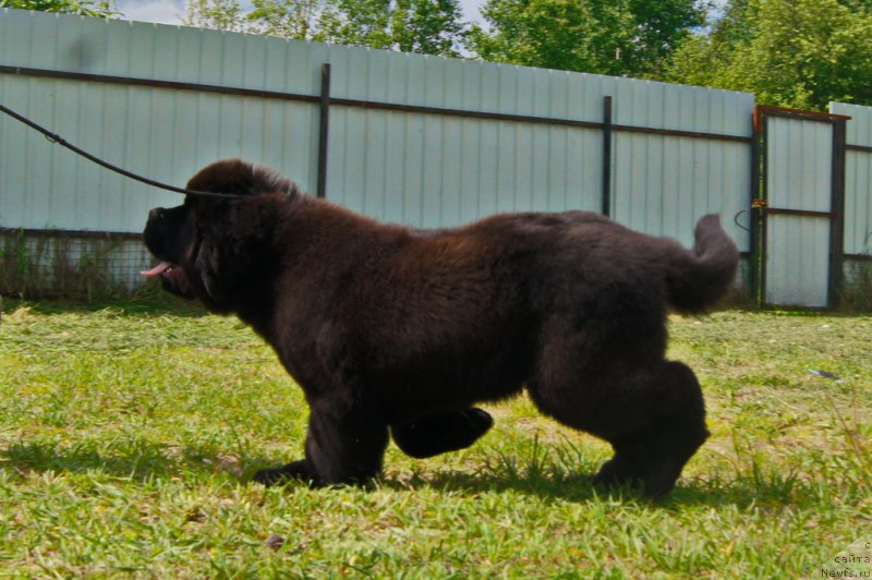 Фото: ньюфаундленд Даркфлайт Иоши (Darkflight Ioshi)