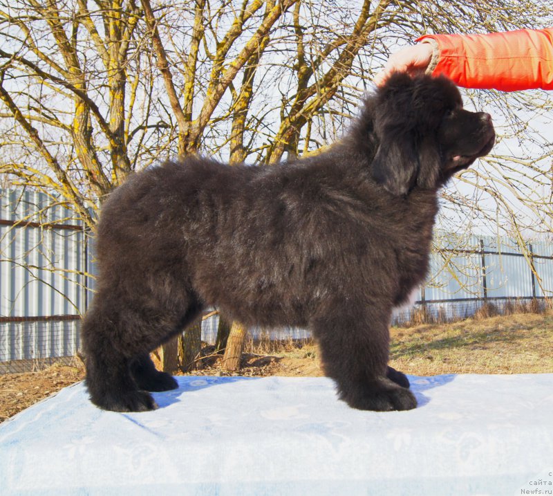 Фото: ньюфаундленд Даркфлайт Иоши (Darkflight Ioshi)