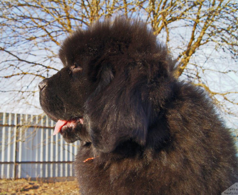 Фото: ньюфаундленд Даркфлайт Иоши (Darkflight Ioshi)