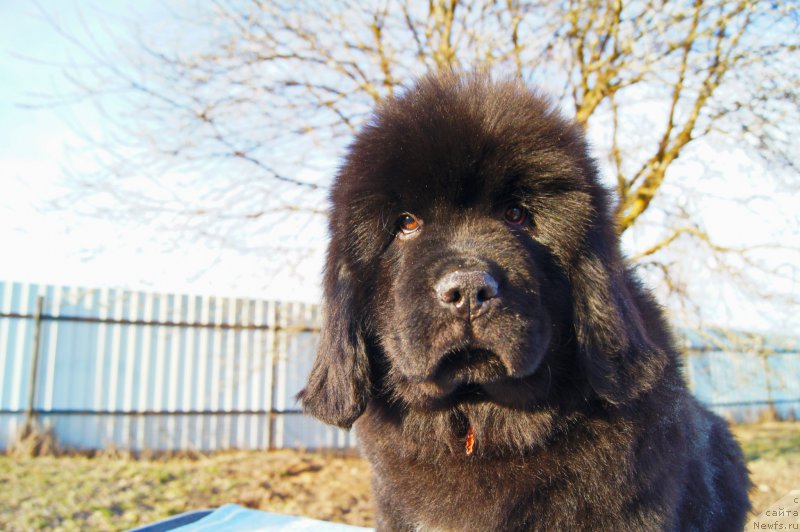 Фото: ньюфаундленд Даркфлайт Иоши (Darkflight Ioshi)