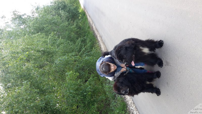 Фото: ньюфаундленд Красс, ньюфаундленд Дак Прайд Ван Гог (Dark Pride Van Gogh)