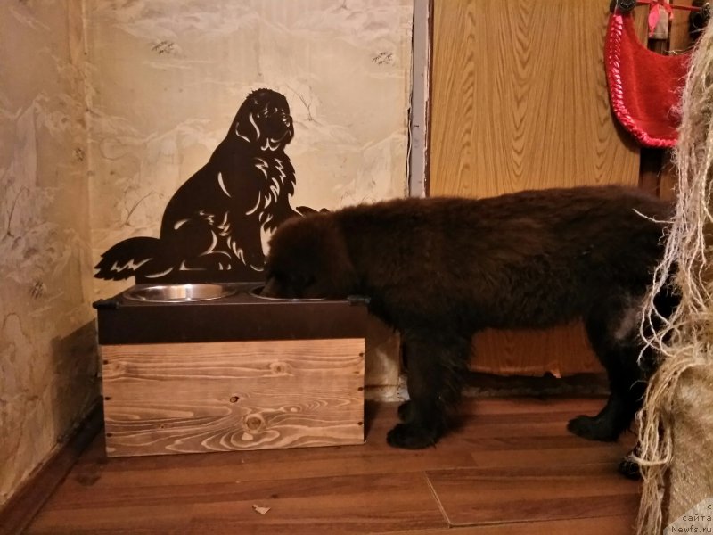 Фото: ньюфаундленд Браунблад МСК Ливона Либа (Brownblood MSK Livona Liba)