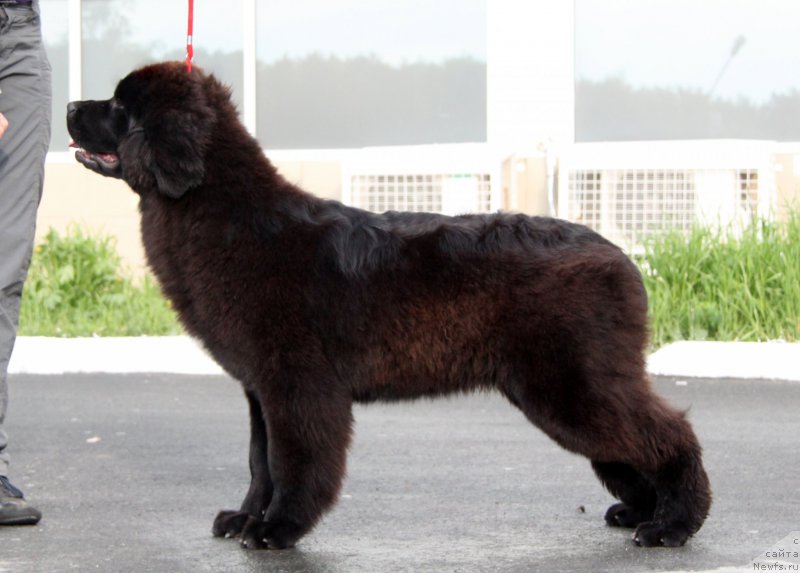 Фото: ньюфаундленд Аквиан Сонг Тесс