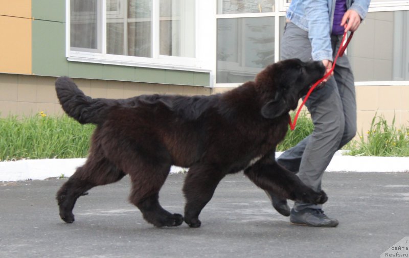 Фото: ньюфаундленд Аквиан Сонг Тесс