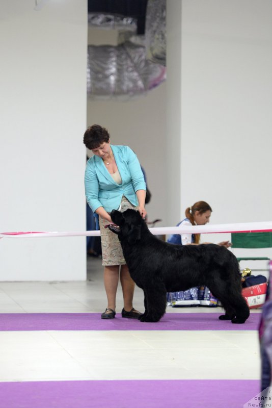 Фото: ньюфаундленд Даркфлайт Жаркая Полночь (Darkflight Zharkaya Polnoch)