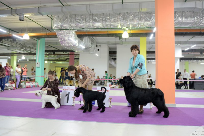 Фото: ньюфаундленд Даркфлайт Жаркая Полночь (Darkflight Zharkaya Polnoch)