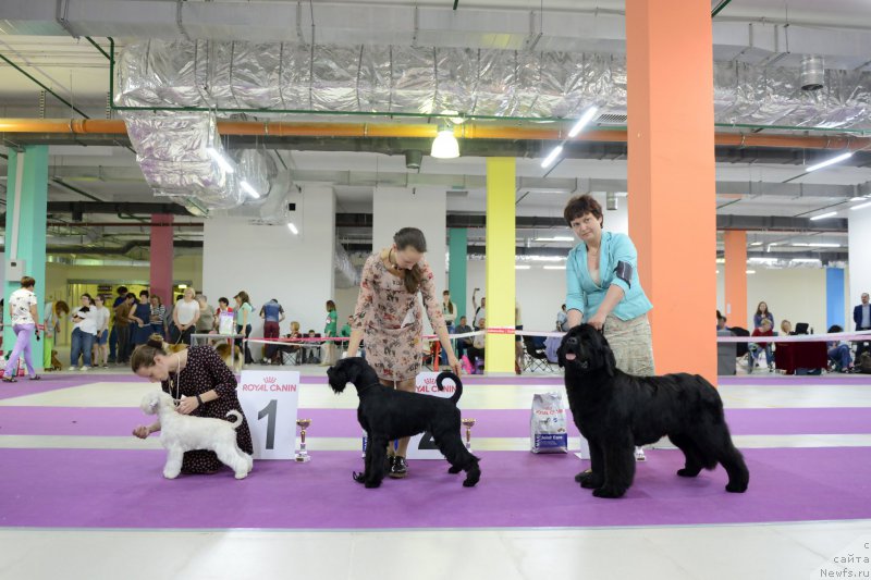 Фото: ньюфаундленд Даркфлайт Жаркая Полночь (Darkflight Zharkaya Polnoch)