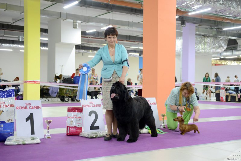 Фото: ньюфаундленд Даркфлайт Жаркая Полночь (Darkflight Zharkaya Polnoch)