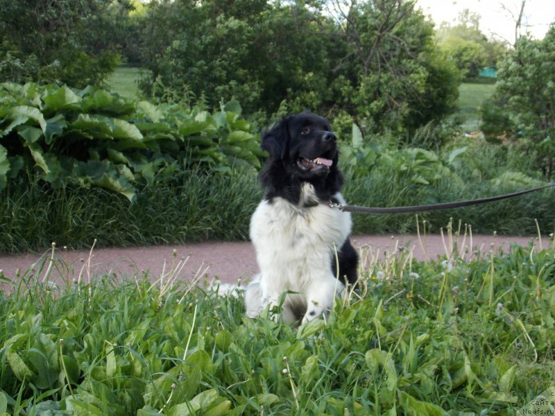 Фото: ньюфаундленд Сент Джонс Прима де Феролли