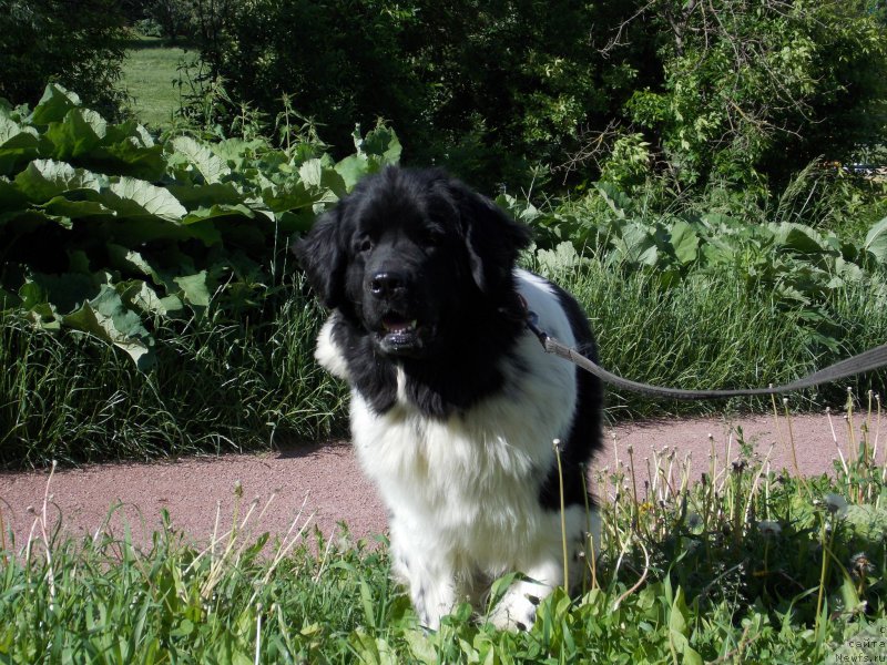 Фото: ньюфаундленд Сент Джонс Прима де Феролли