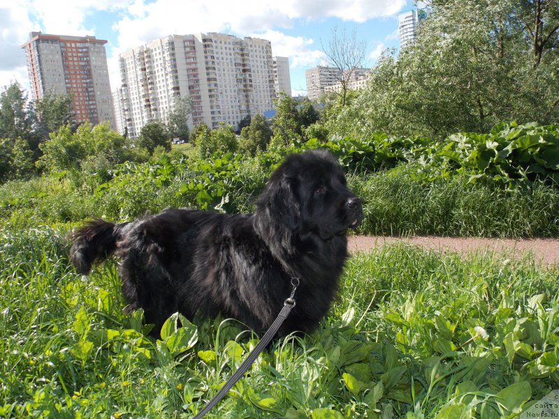 Фото: ньюфаундленд Лепесток Лилии