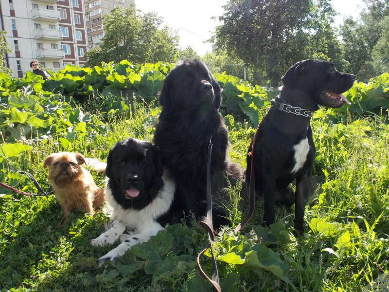 Фото: ньюфаундленд Лепесток Лилии, ньюфаундленд Сент Джонс Прима де Феролли, корсо Дари, гриффон Хэппи