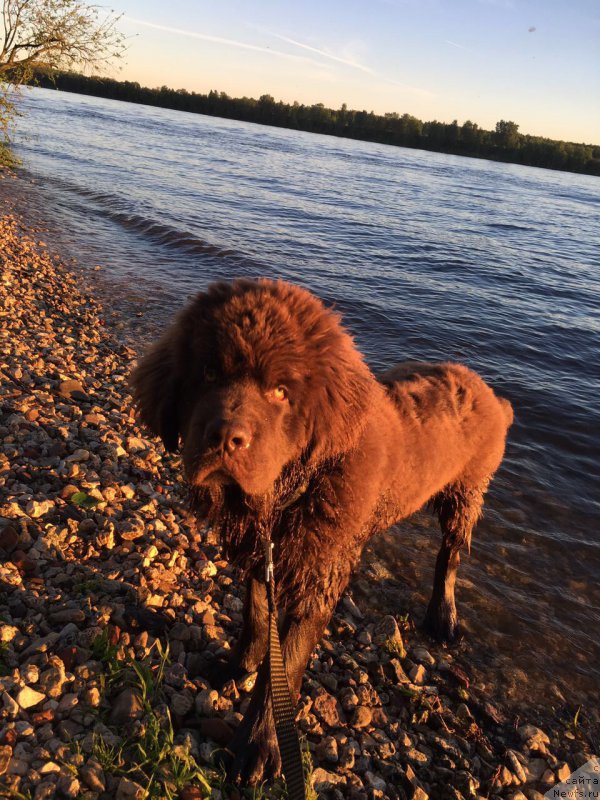 Фото: ньюфаундленд Браунблад МСК Ларчи Ардон (Brownblood MSK Larchie Ardon)