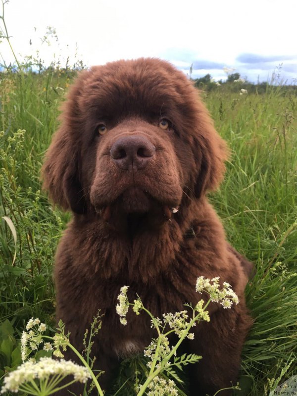 Фото: ньюфаундленд Браунблад МСК Ларчи Ардон (Brownblood MSK Larchie Ardon)