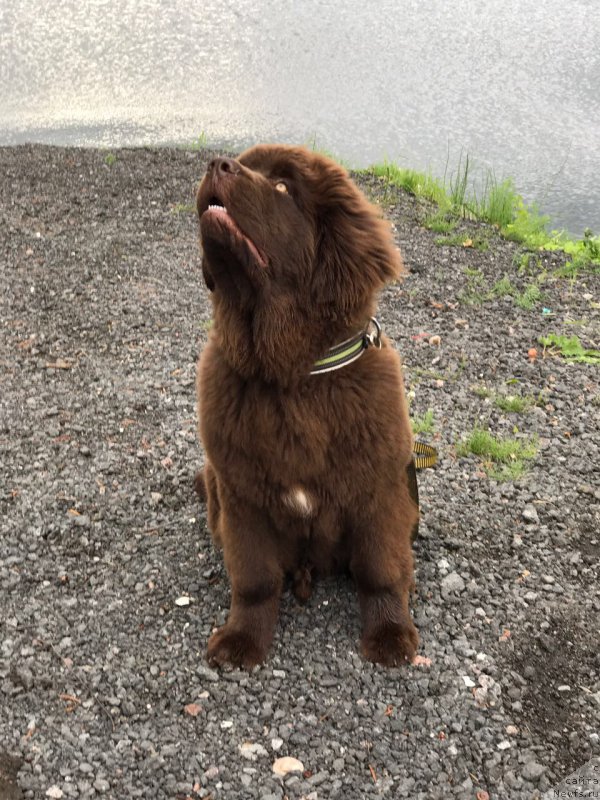 Фото: ньюфаундленд Браунблад МСК Ларчи Ардон (Brownblood MSK Larchie Ardon)