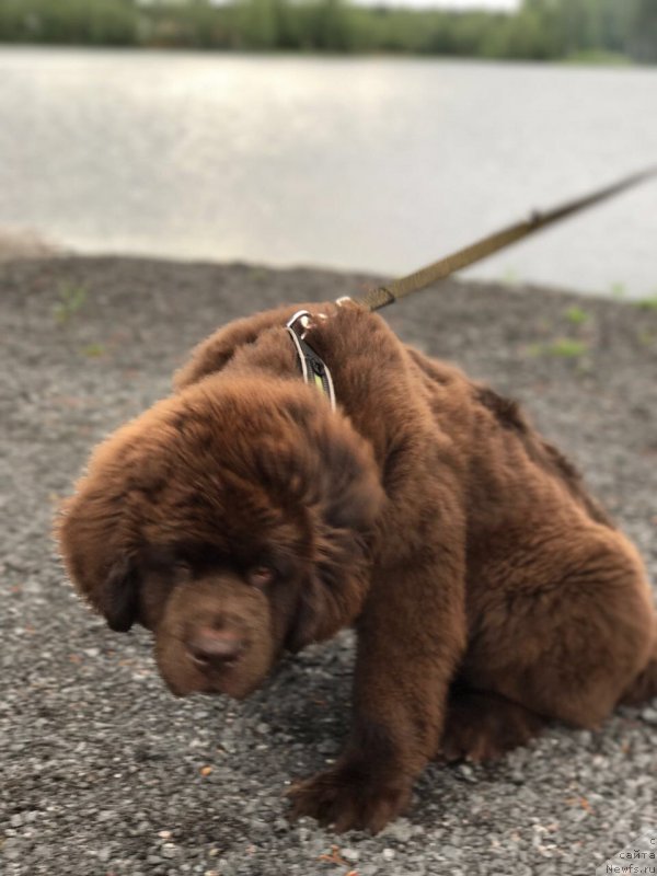 Фото: ньюфаундленд Браунблад МСК Ларчи Ардон (Brownblood MSK Larchie Ardon)